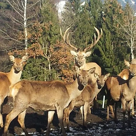 Schonblick Ried im Zillertal